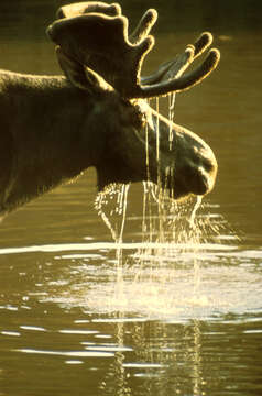 Image of North American Elk