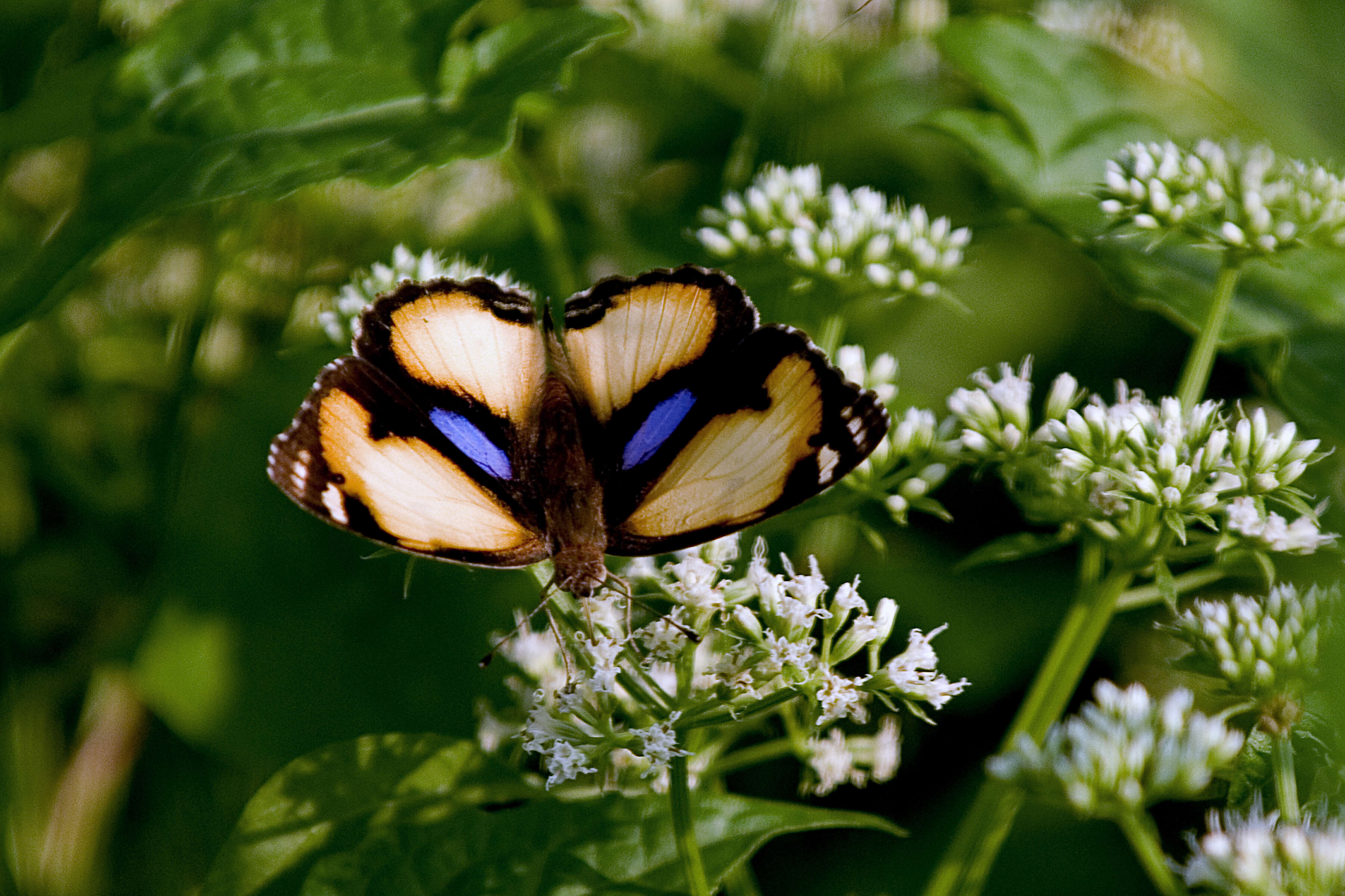 Imagem de Junonia hierta Fabricius 1798