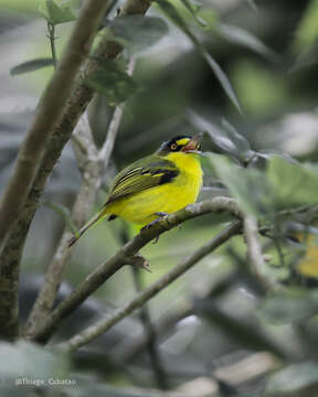 Image of Gray-headed Tody-Flycatcher