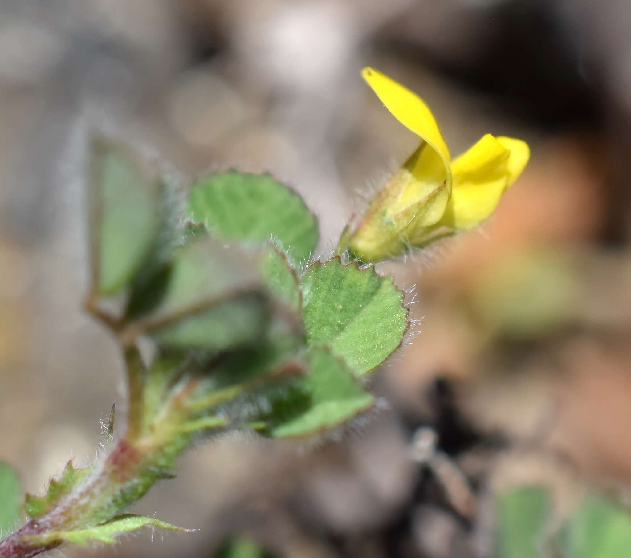 Image of Tifton burclover