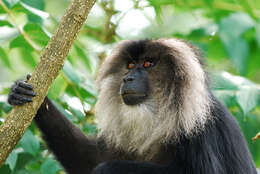 Image of Lion-tailed Macaque