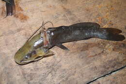 Image of Catfish