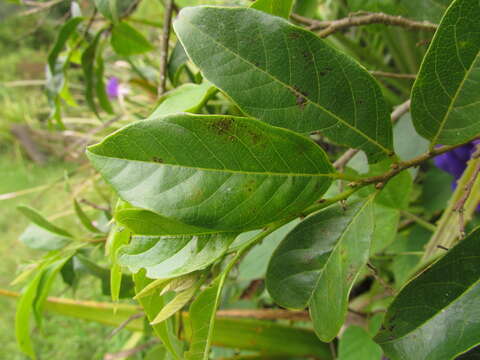 Annona rugulosa (Schltdl.) H. Rainer resmi