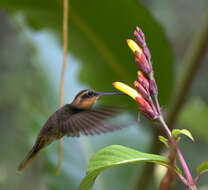 Image of Hook-billed hermit (hummingbird)