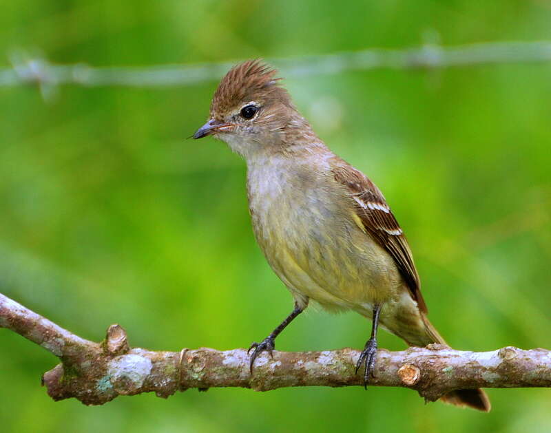 Elaenia flavogaster (Thunberg 1822) resmi