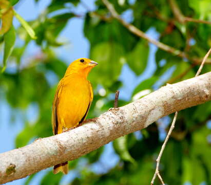 Image of Saffron Finch