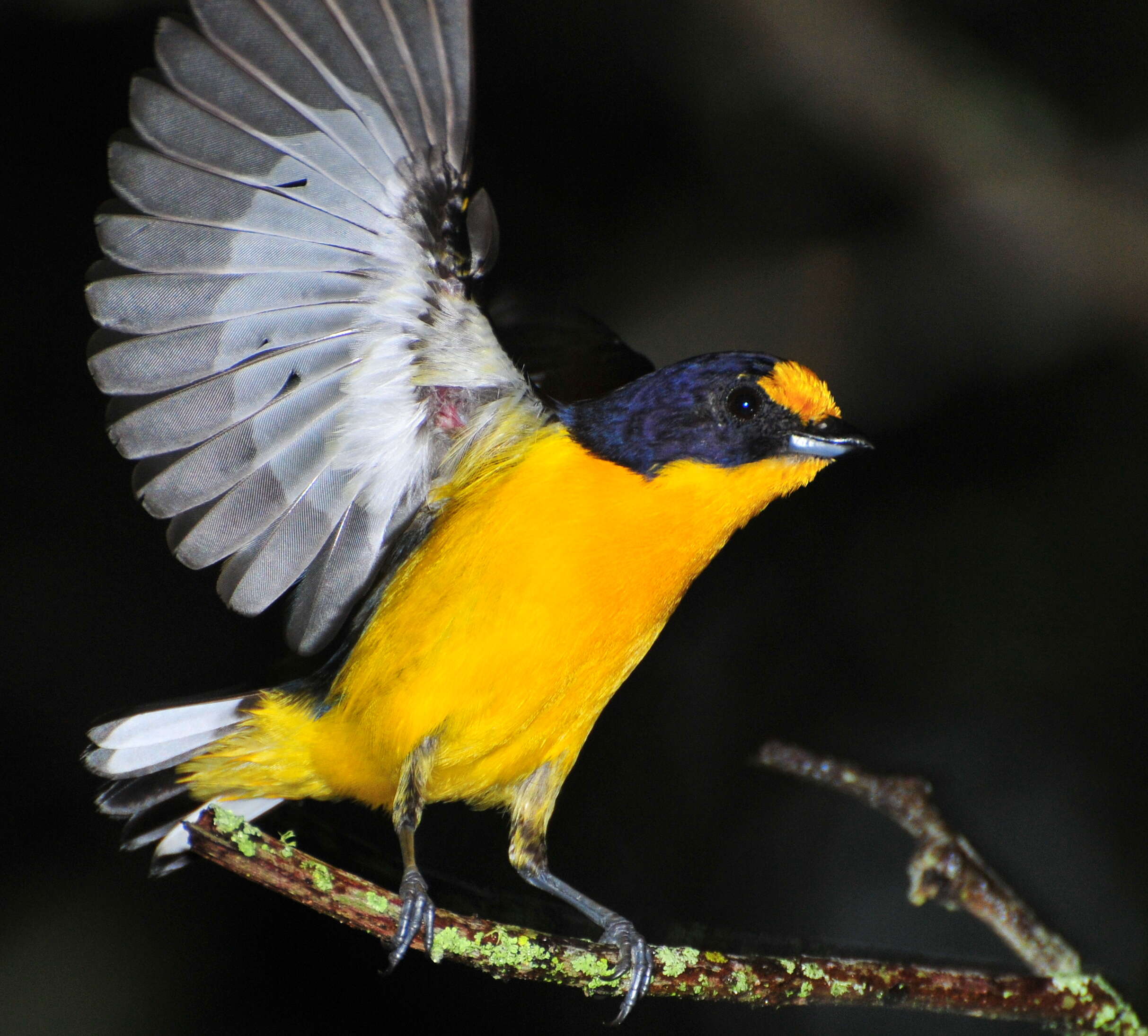 Euphonia violacea (Linnaeus 1758)的圖片