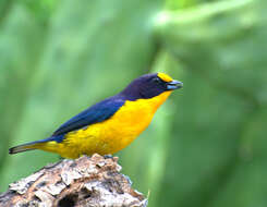 Euphonia violacea (Linnaeus 1758)的圖片