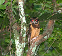 Image of Tawny-browed Owl