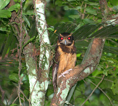 Image of Tawny-browed Owl