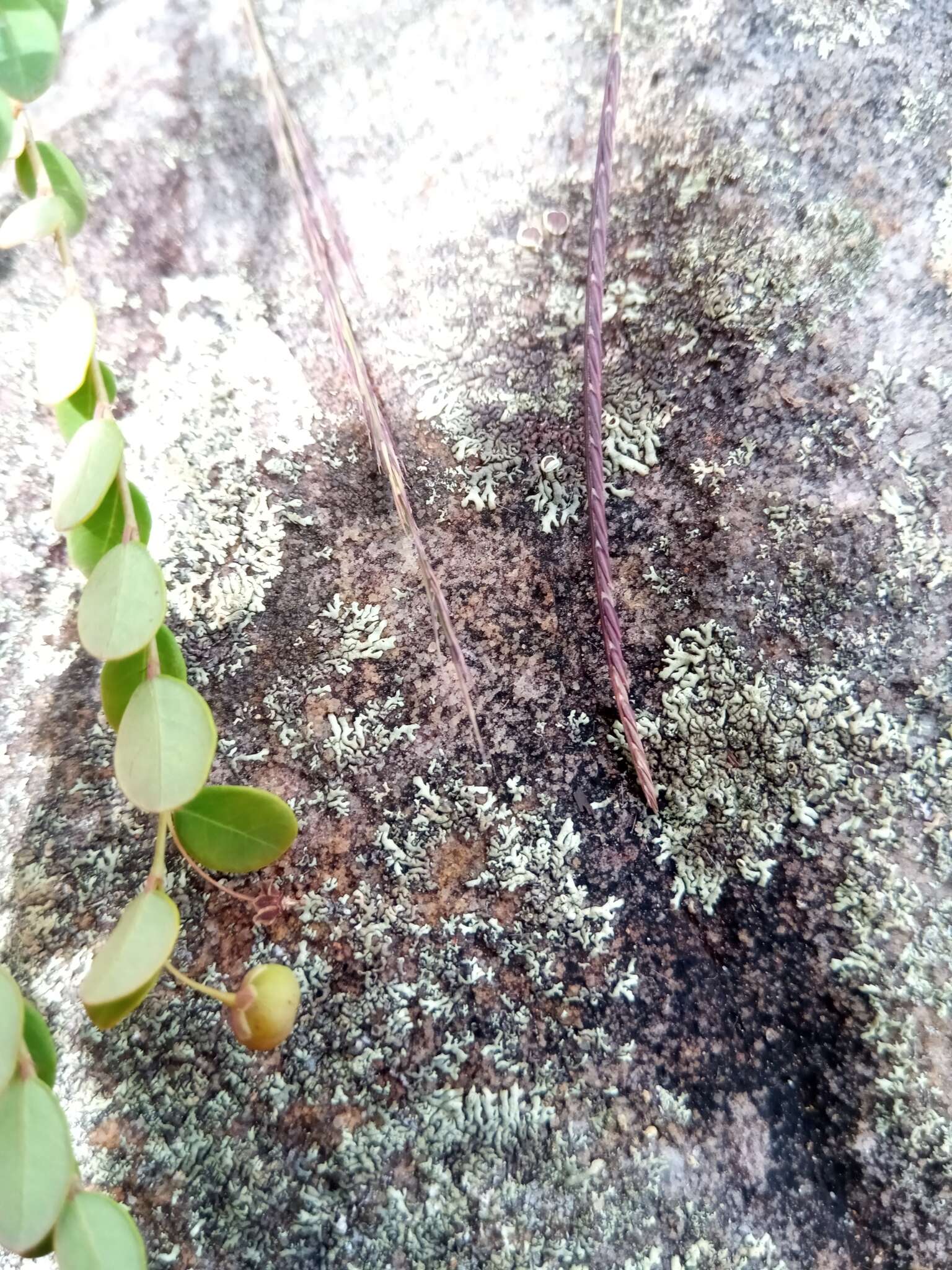 Image of Phyllanthus nummulariifolius Poir.