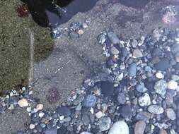 Image of Tidepool sculpin