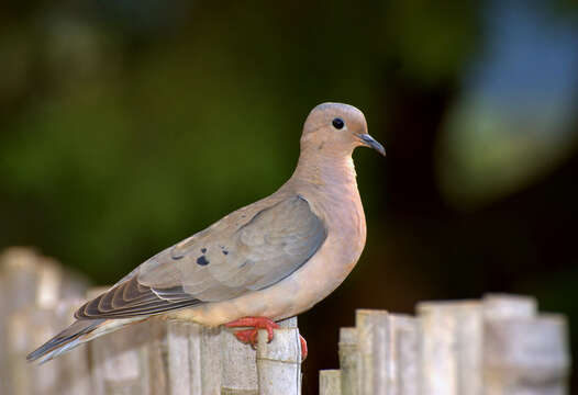 Image of Eared Dove