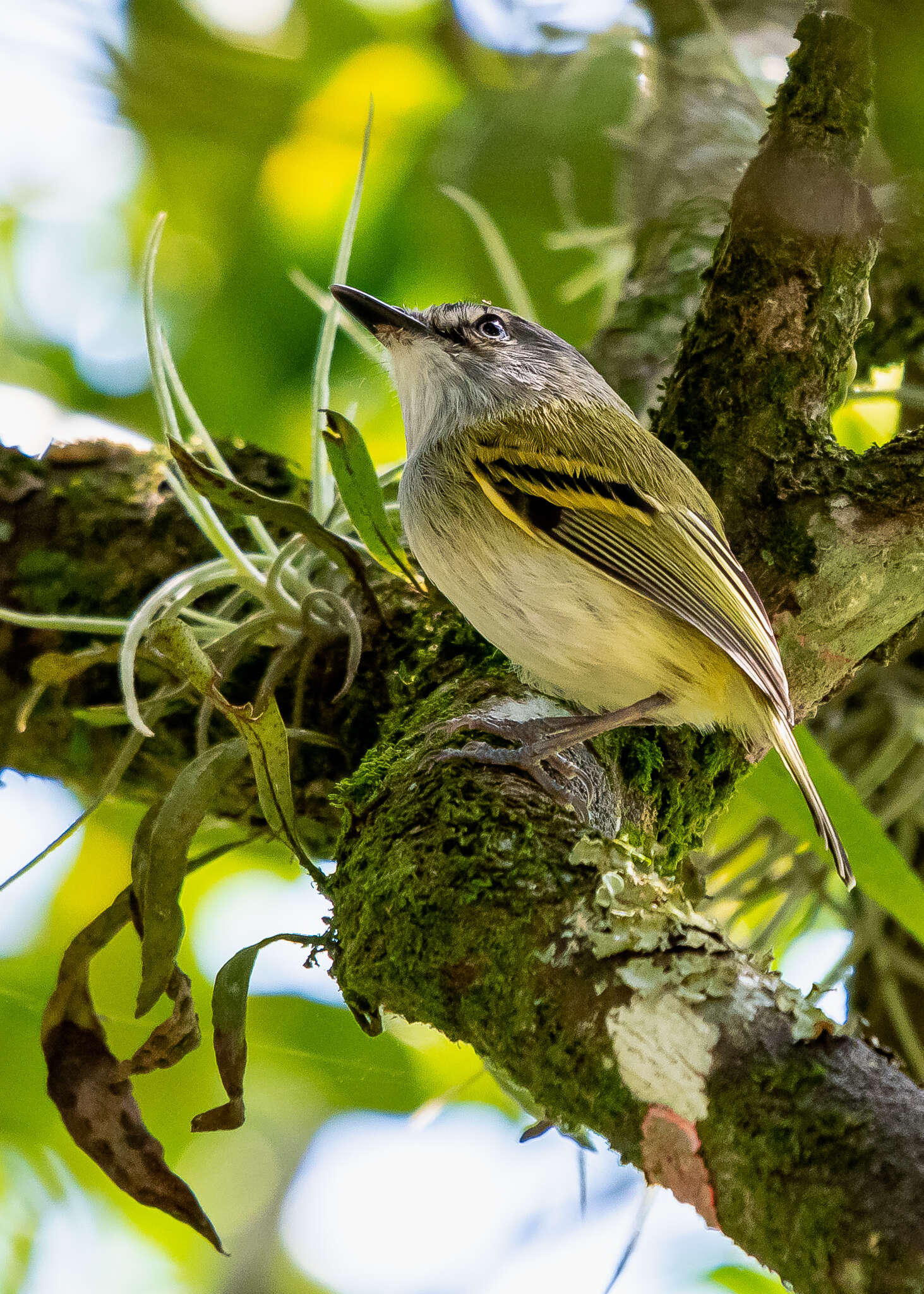 Image of Slate-headed Tody-Flycatcher