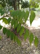 Image of curryleaftree