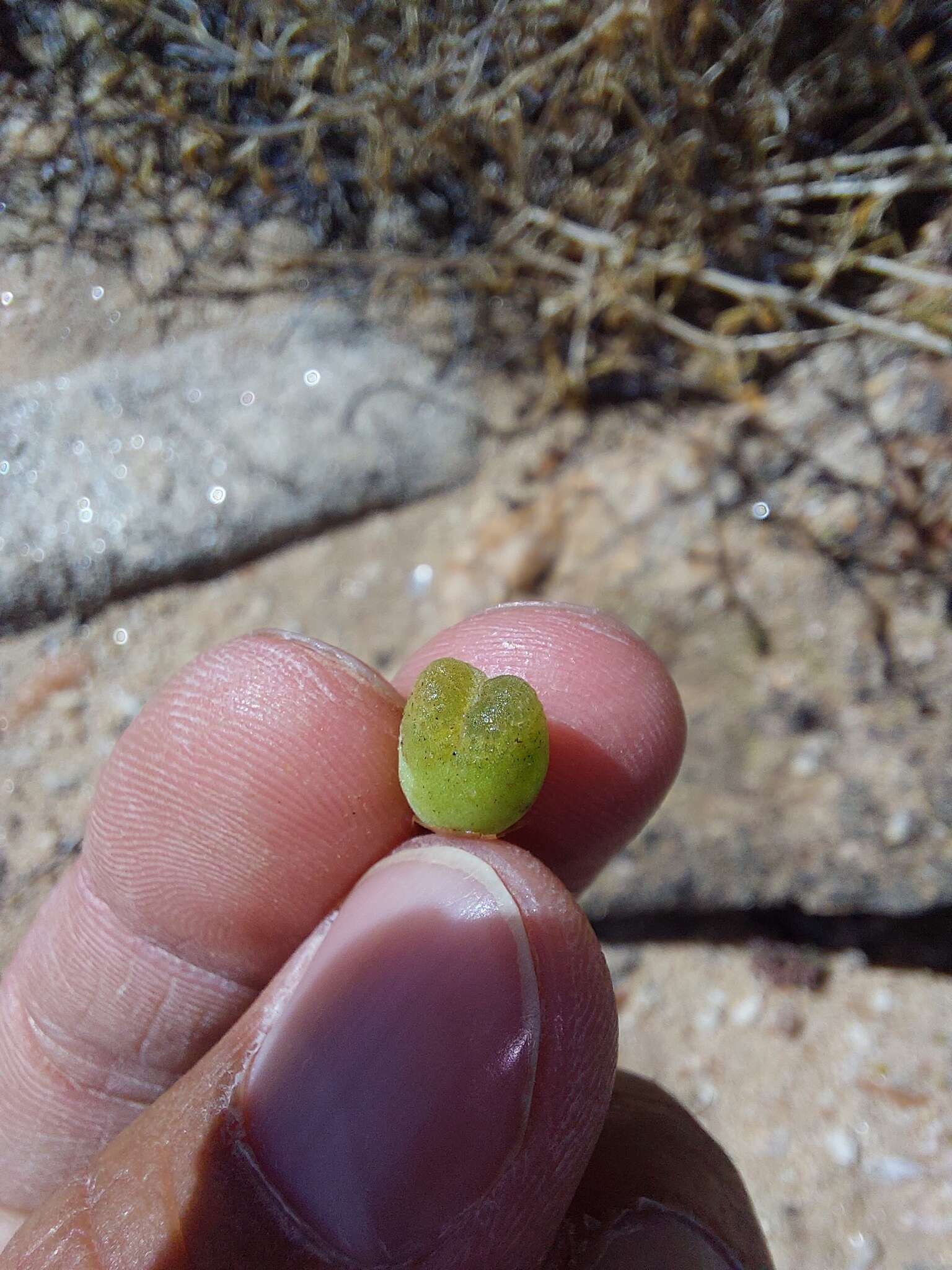 Image of Conophytum longum N. E. Br.