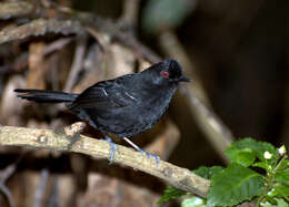 Image of White-shouldered Fire-eye