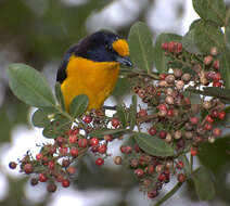 Euphonia violacea (Linnaeus 1758)的圖片