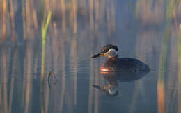 Image of Red-necked Grebe