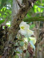 Imagem de Rodriguezia granadensis (Lindl.) Rchb. fil.