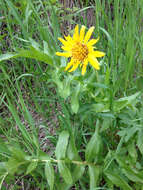 Image of cutleaf balsamroot