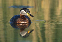 Image of Red-necked Grebe