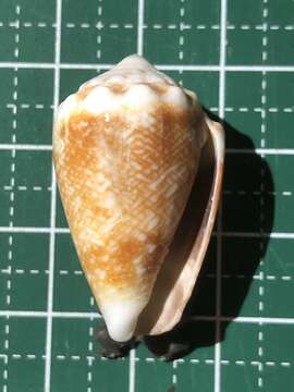 Image of <i>Conus fulgetrum</i>