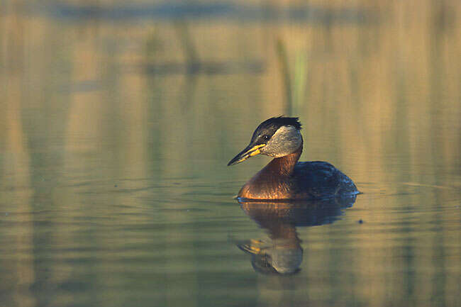 Image of Red-necked Grebe