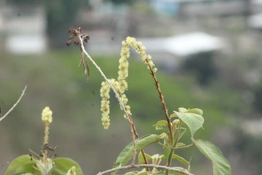 Image of Croton morifolius Willd.