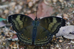 Image of chocolate pansy