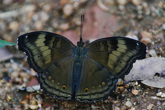 Image of chocolate pansy