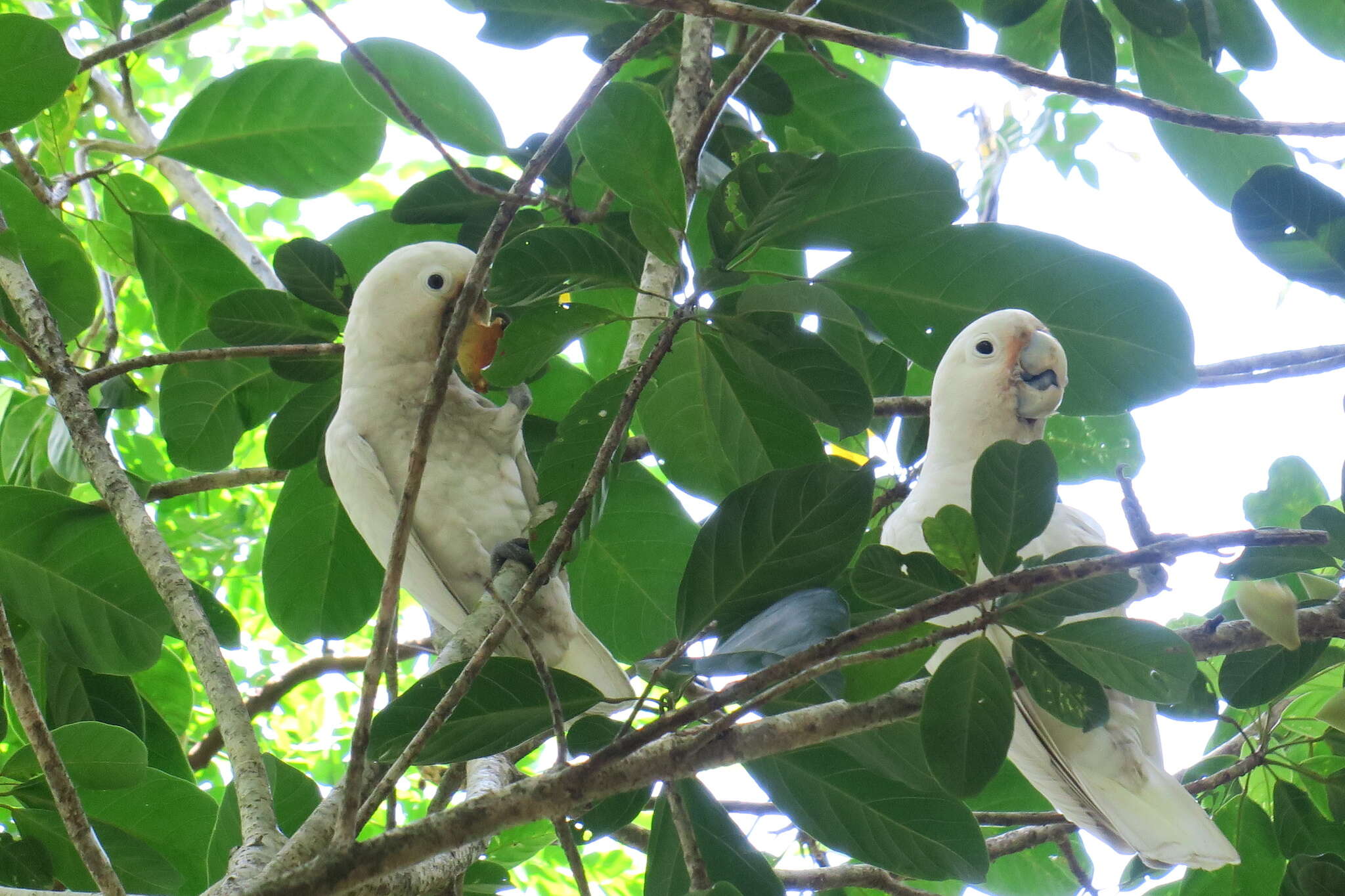 Image of Goffin's Cockatoo