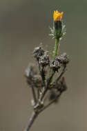 Image of hawkweed oxtongue