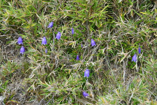 Image of Adenophora morrisonensis subsp. uehatae (Yamam.) Lammers