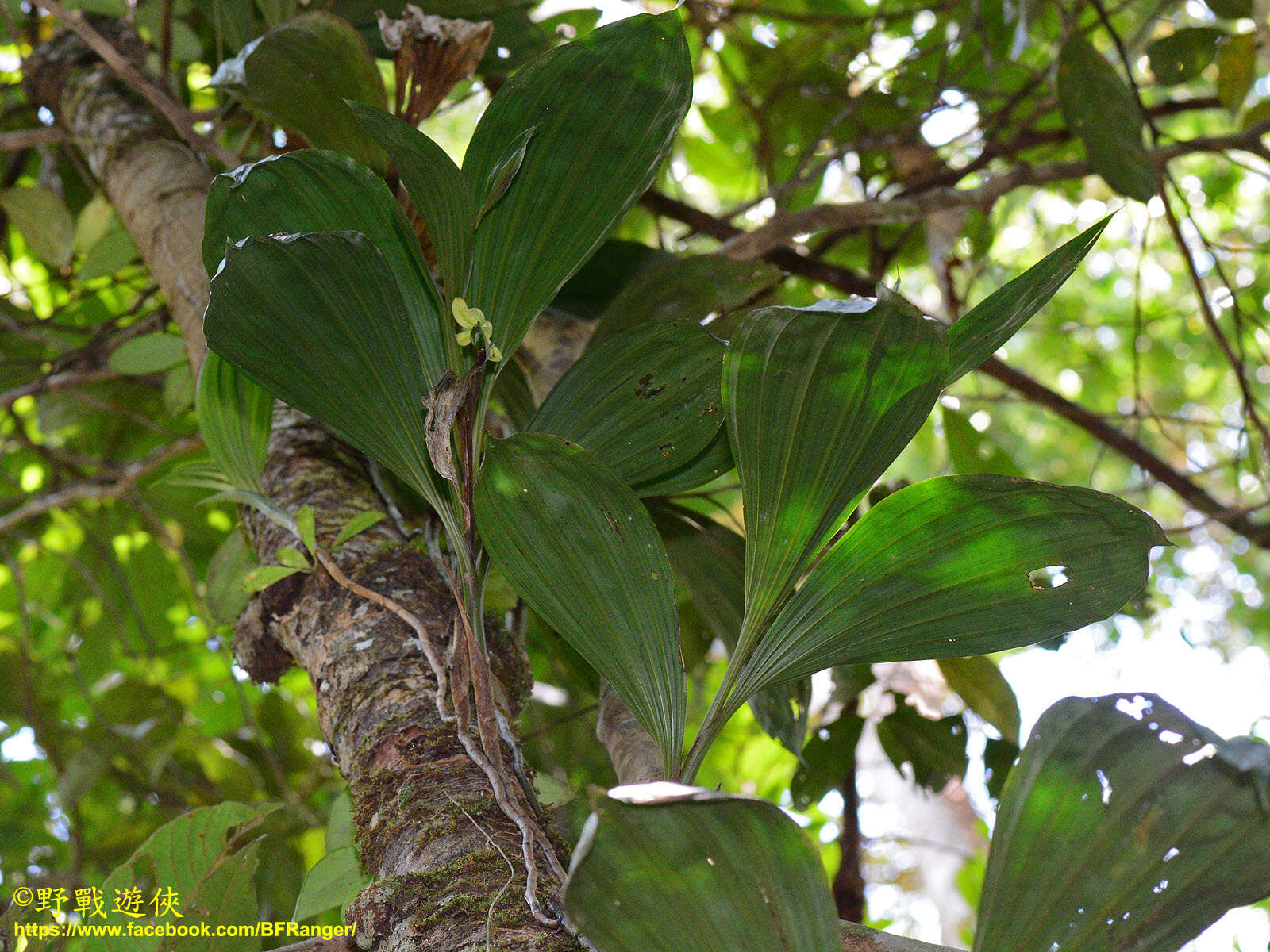 Image of Claderia viridiflora Hook. fil.