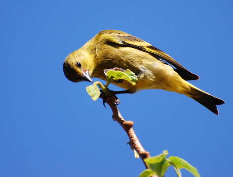 Image of Hooded Siskin