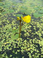 Image of Bladderwort