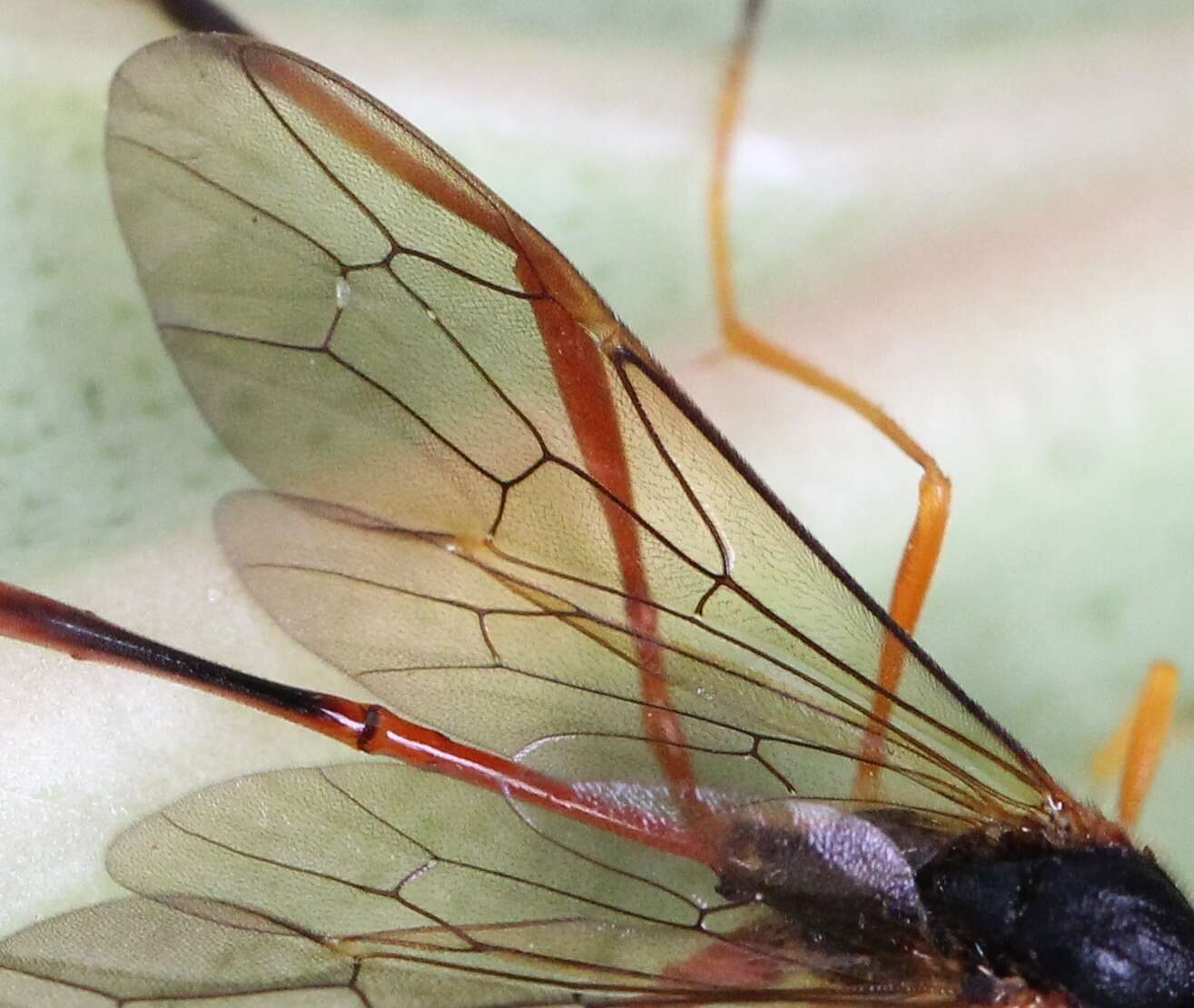 Image of Heteropelma amictum (Fabricius 1775)