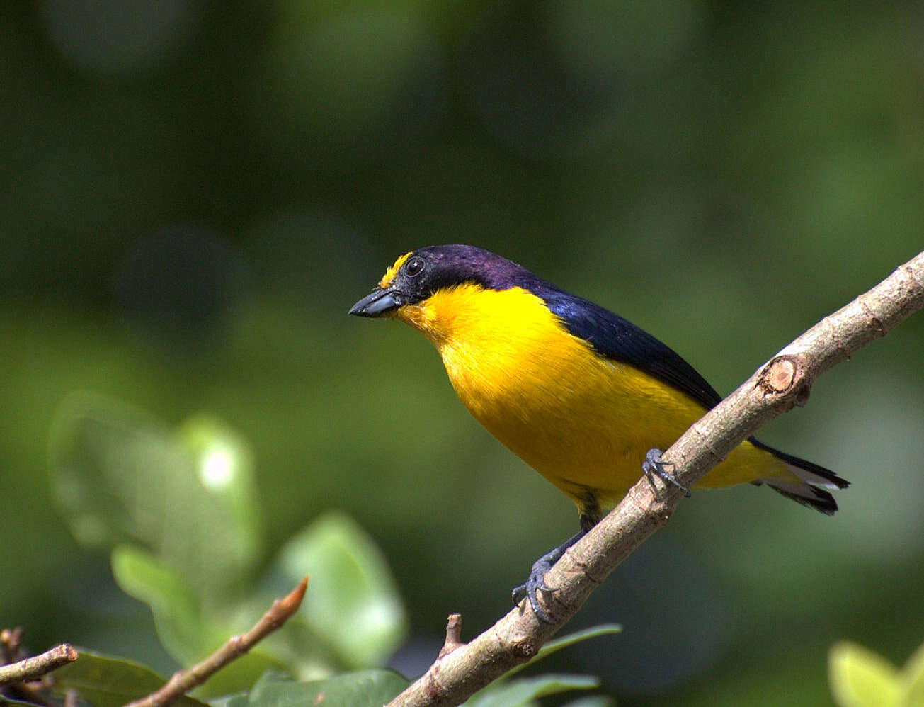 Euphonia violacea (Linnaeus 1758)的圖片