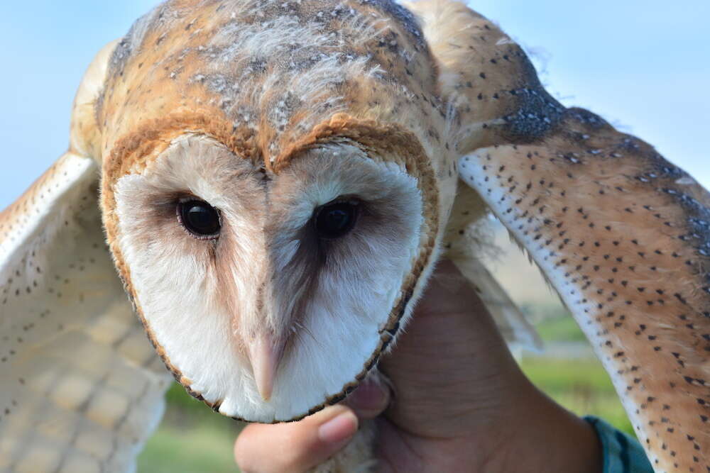 Image of barn owls, masked owls, and bay owls