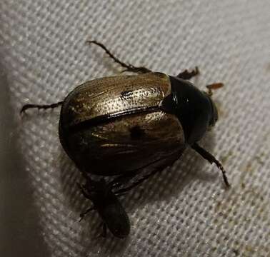 Image of Shining Leaf Chafer