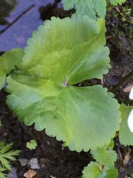 Image of Howell's marsh marigold