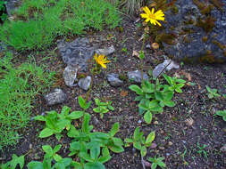 Image of mountain arnica