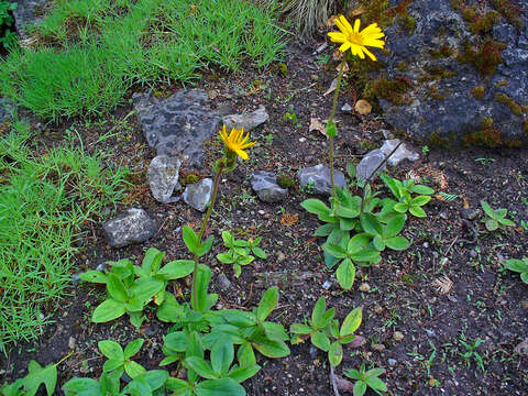 Image of mountain arnica