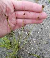 Image of Spreading Beak Sedge