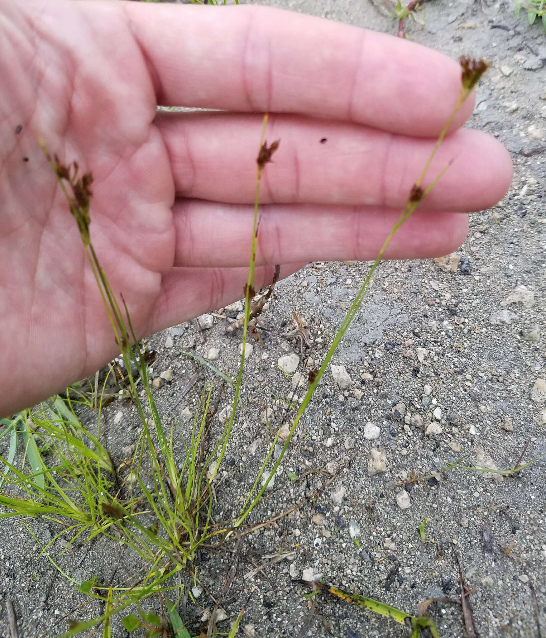 Image of Spreading Beak Sedge