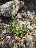 Image of Chisos Mountain brickellbush