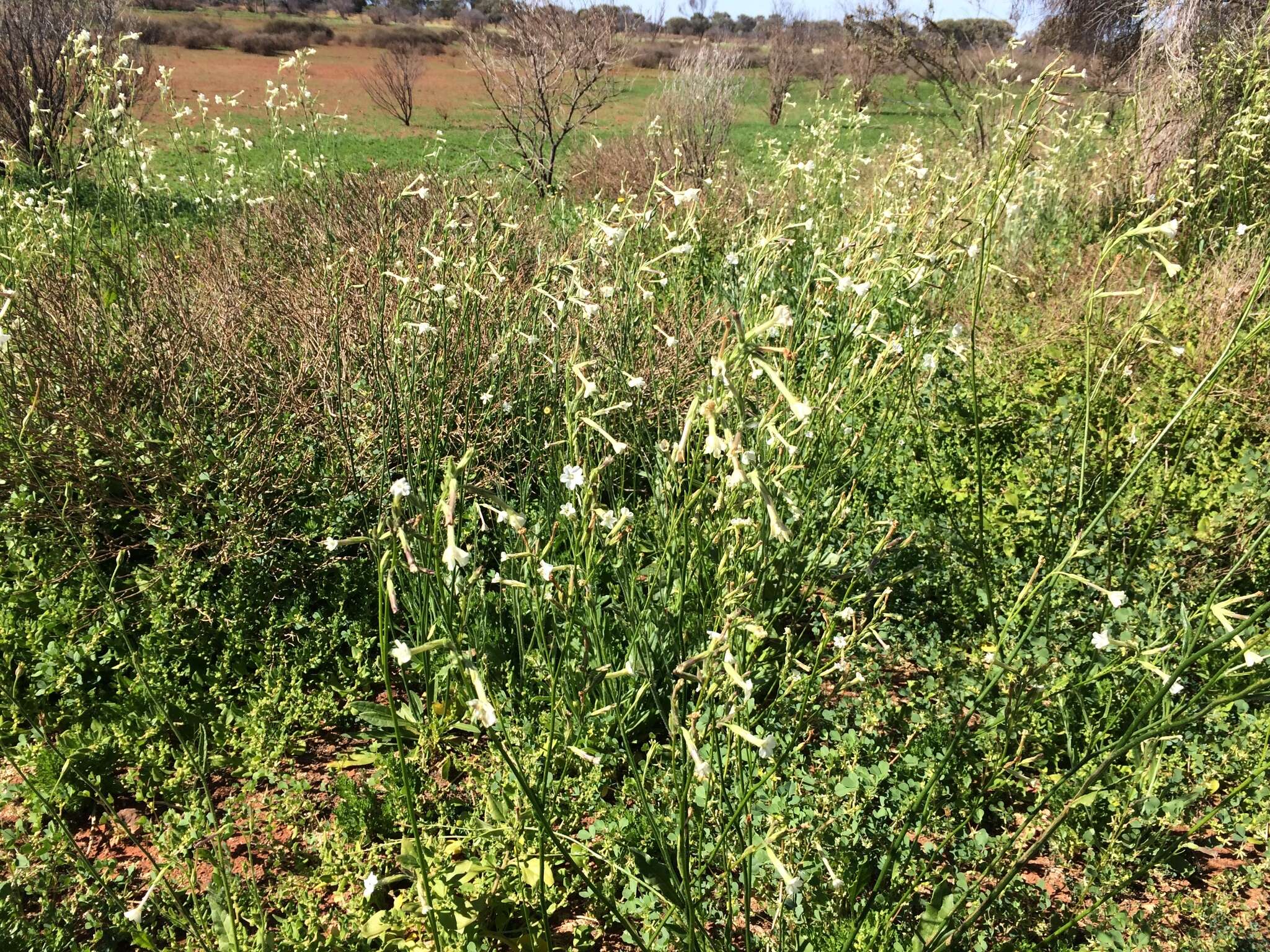 Nicotiana goodspeedii Wheeler的圖片