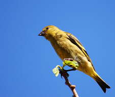 Image of Hooded Siskin