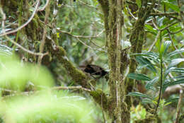 Image of Parotia Vieillot 1816